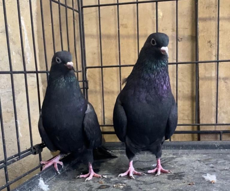 Pakistani Highflying pigeons 