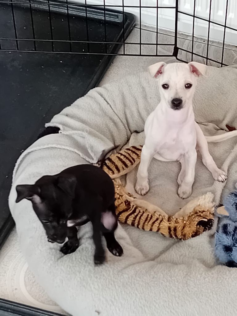 Italian Greyhound Puppy