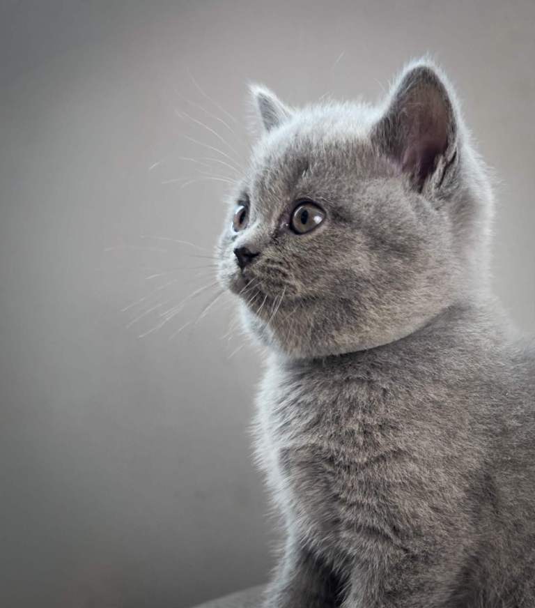 British blue kitten.