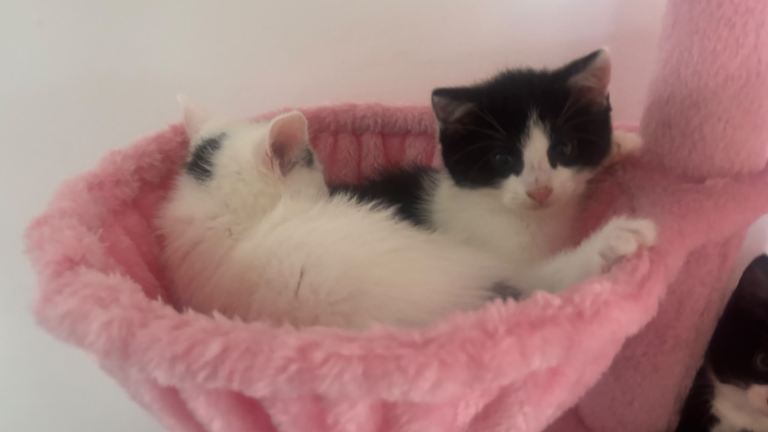 Kittens 
