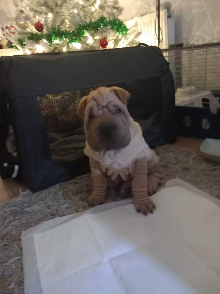 Shar pei puppy 