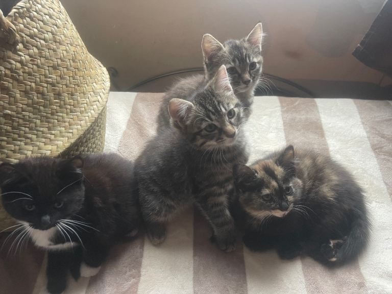 Adorable kittens looking for a new home 