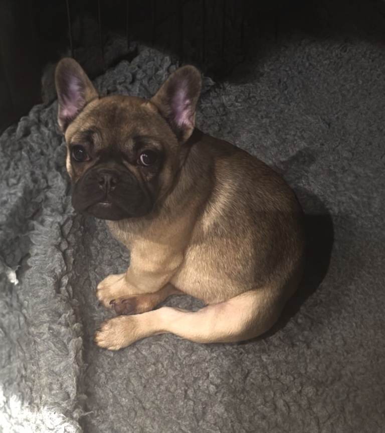 KC Fawn French Bulldog