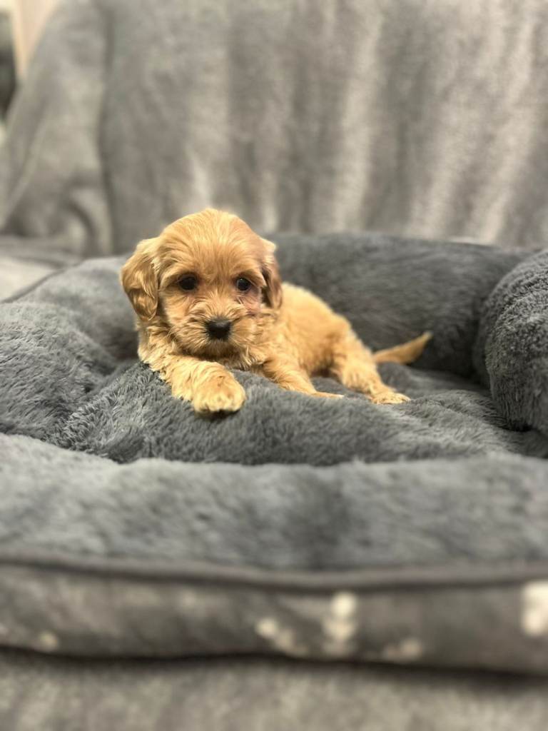 Maltipoo puppies