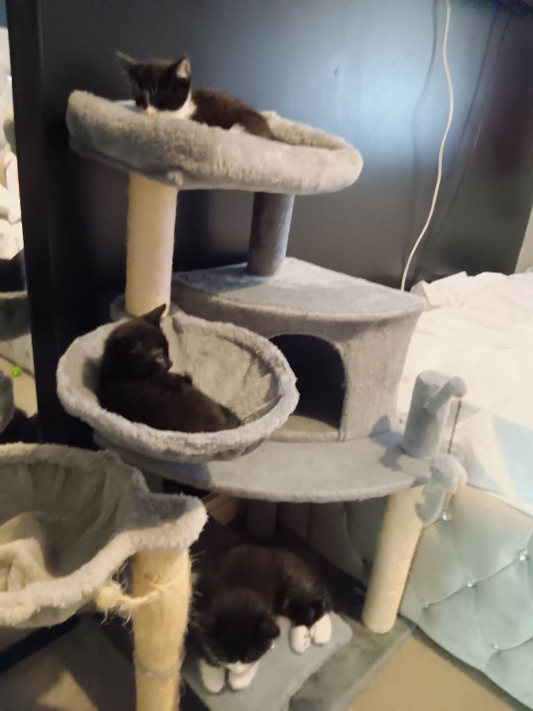 Kittens for Sale - Ready now