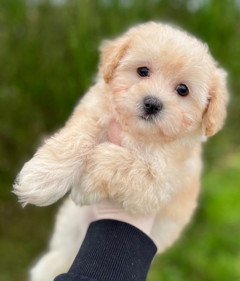 Tiny F1 Maltipoo puppies 2 girls remaining!!