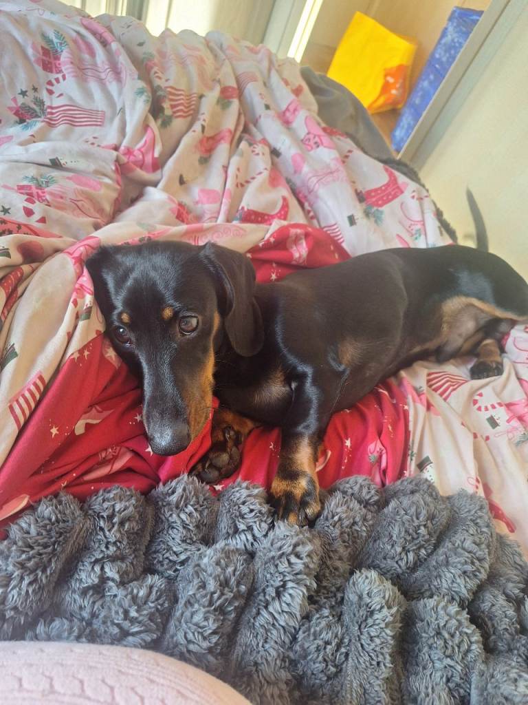 6 Month Old Dachound