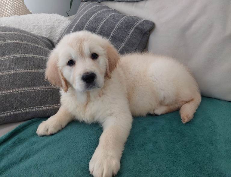 KC registered golden retriever puppies 