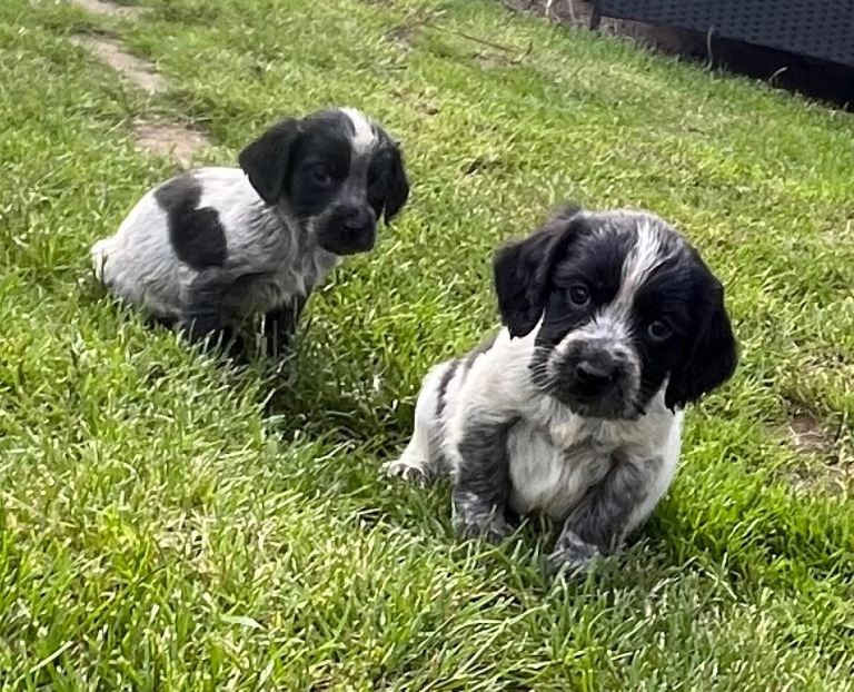 Cocker spaniel puppies 