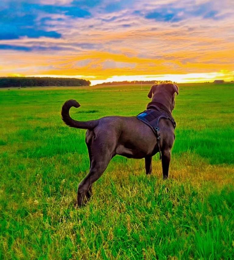 Cane Corso