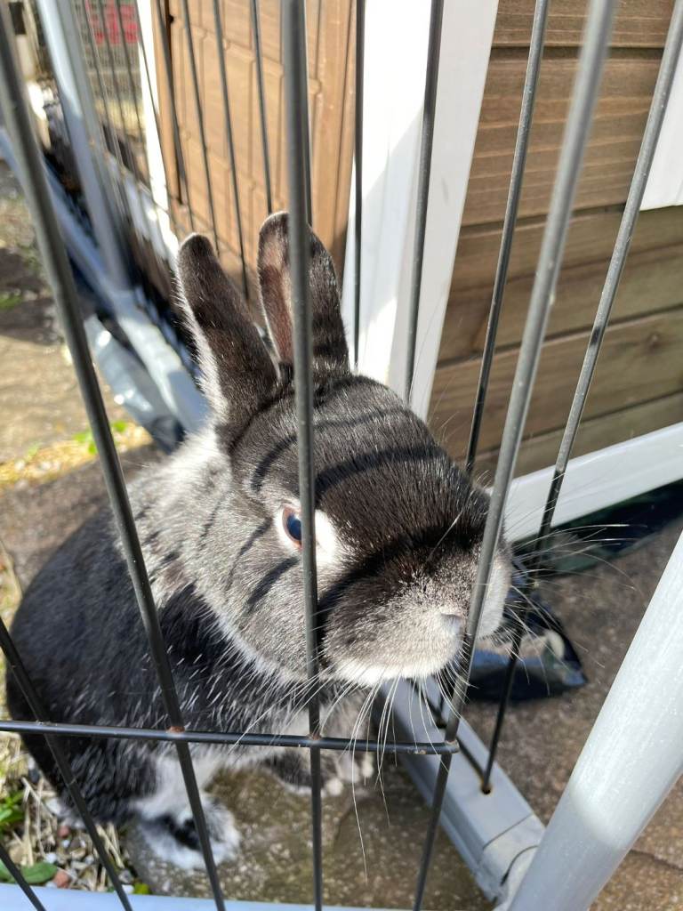 Female Netherlands Dwarf Rabbit 