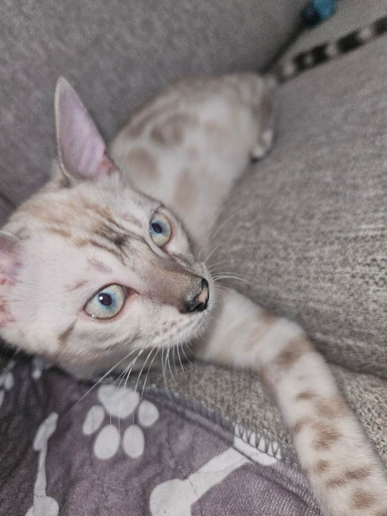 Kittens 