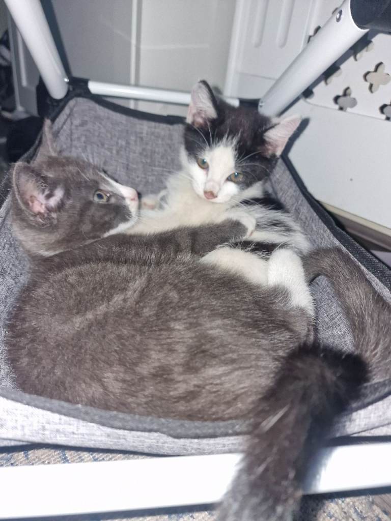 Beautiful female kitten 