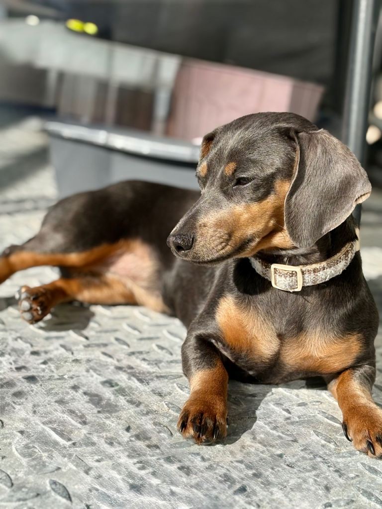 15 month old dachshund 