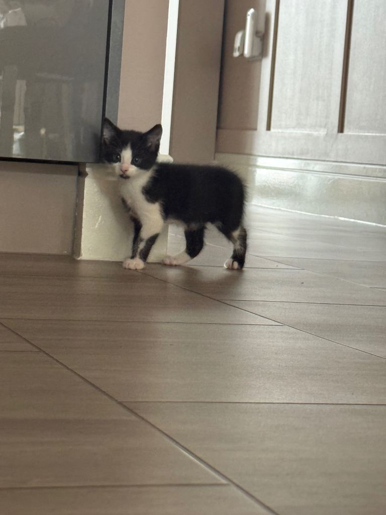 Kittens for sale - NOW SOLD