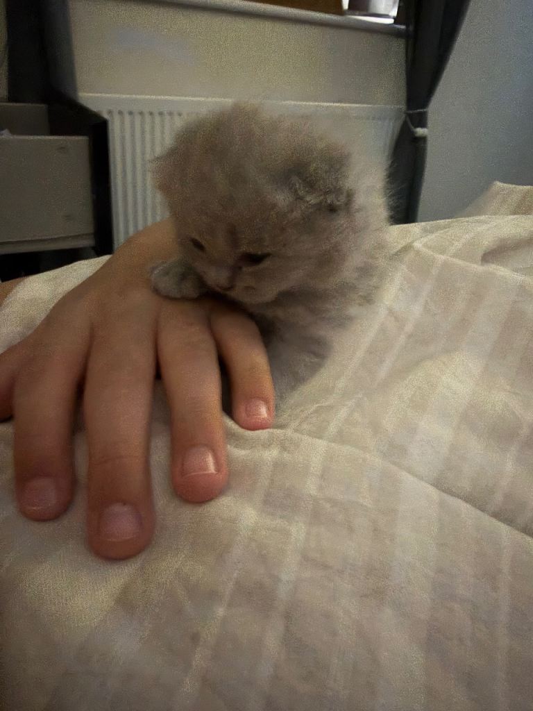 Kittens Ready for Loving Homes