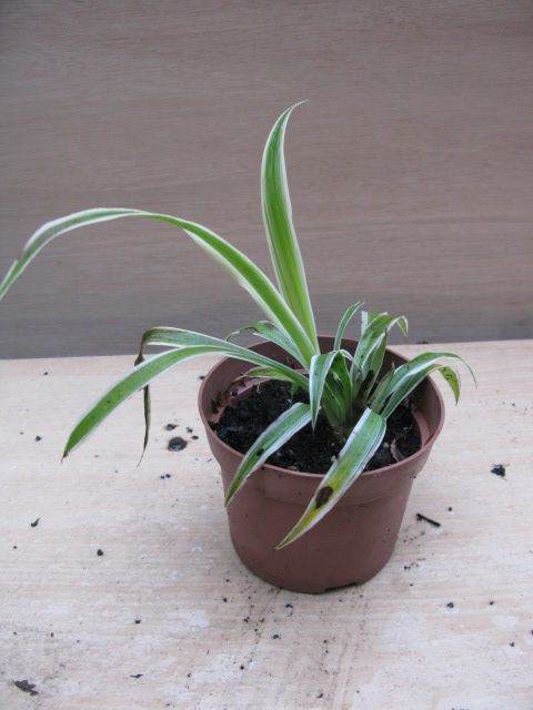 Spider plant