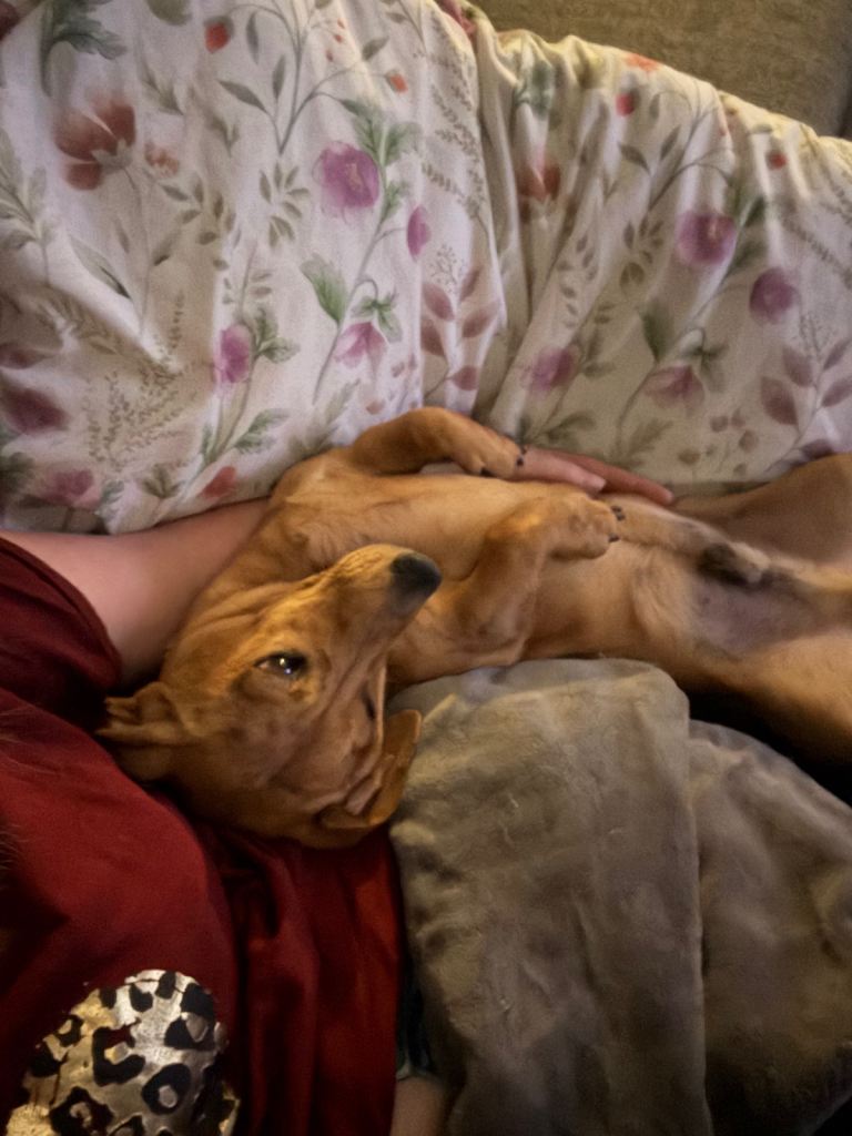 Miniature dachshund 1 year old 