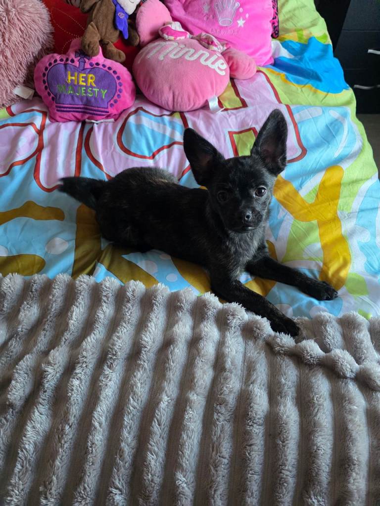 ❤️⭐️  Adorable Frenchie poms ❤️⭐️Only One Girl Left ⭐️⭐️