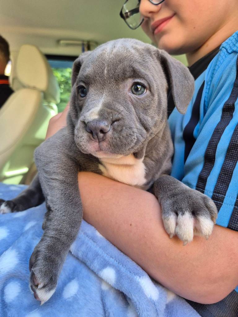 Staffordshire bull terrier puppy 9 weeks old