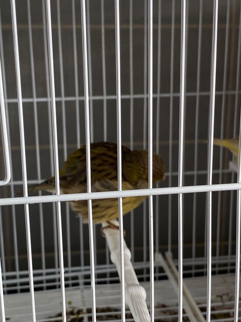 Fife canaries for sale