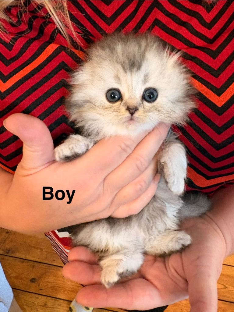 3 x kittens 2 girls and 1 boy 