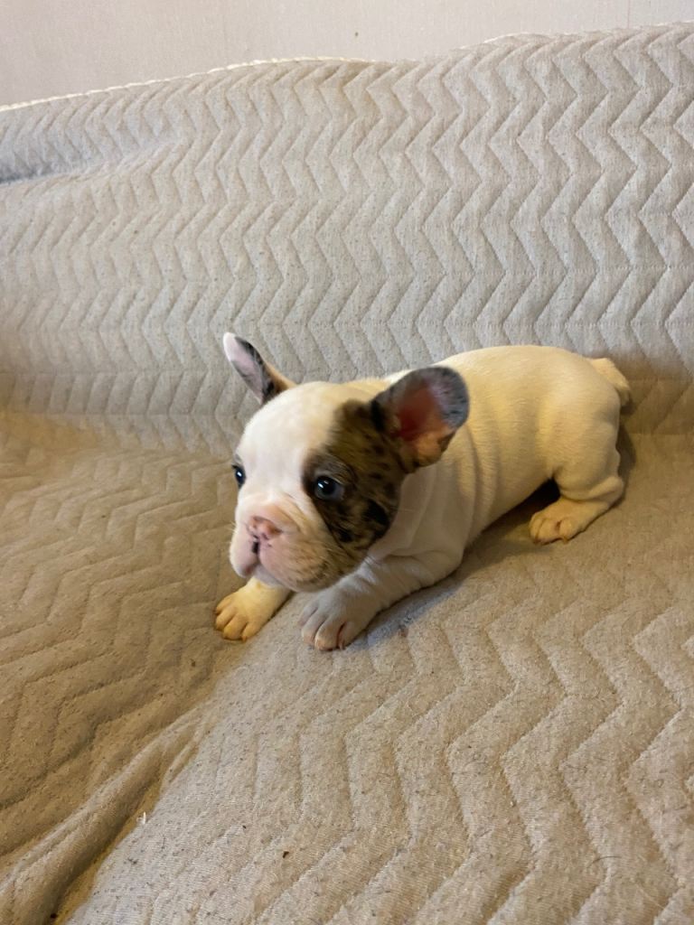 French bulldog puppy 