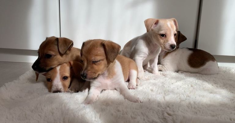 Beautiful Pure Jack Russell Puppies Looking for Loving Homes ❤️