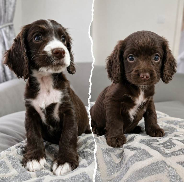 💙🐶 2 Beautiful Cockapoo🐶💙