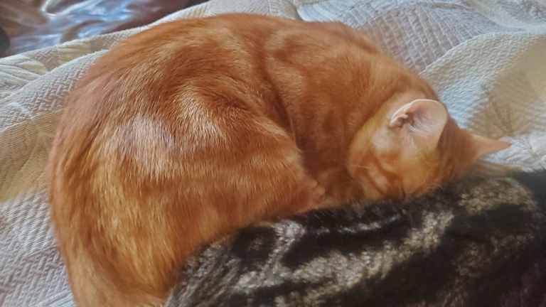 Cat Male 12 months old. Had all vaccs and neutered.