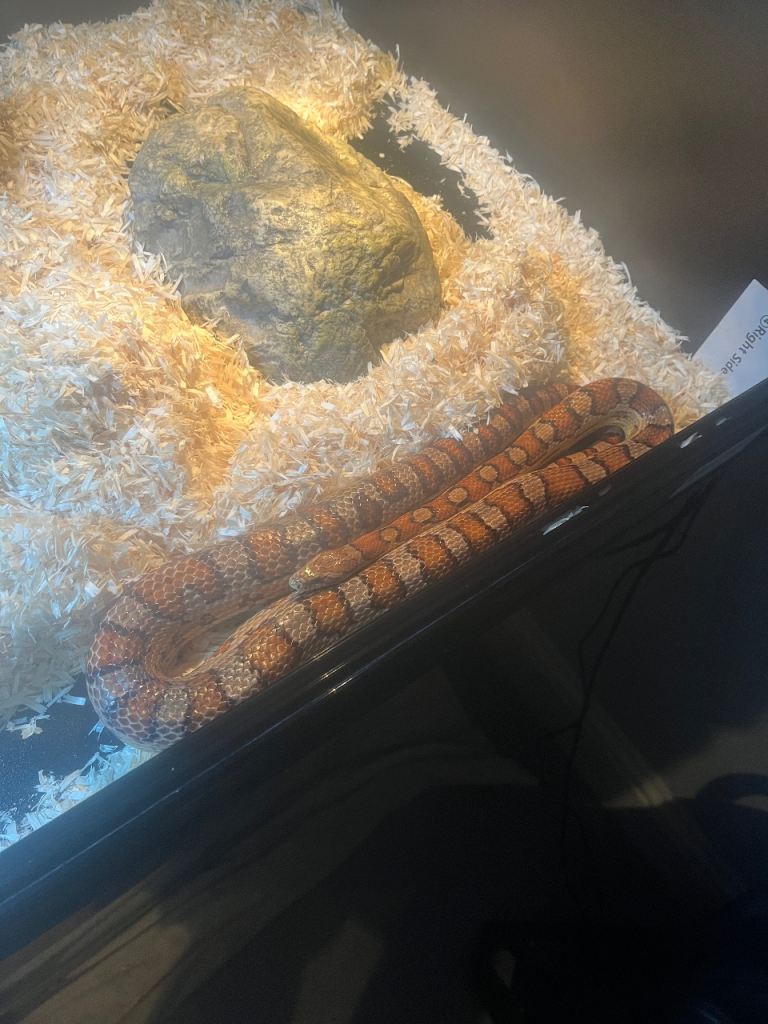 Corn snake with vivarium 