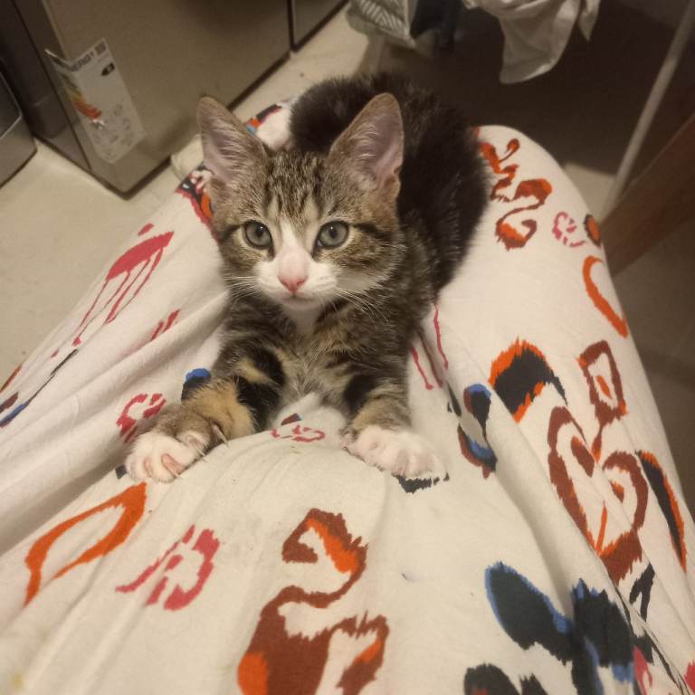 Lovely kittens