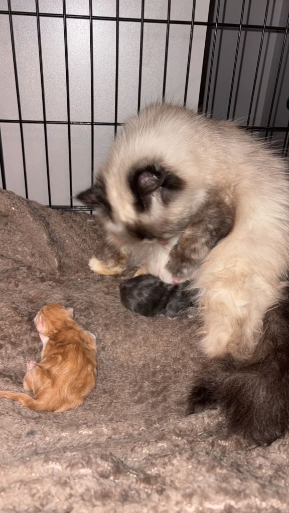 *** BOTH RESERVED *** Himalayan x Mainecoon 