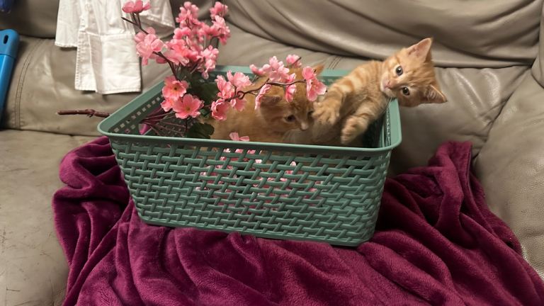 Gorgeous kitten looking for forever home and are ready now