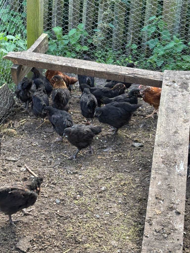 Chickens Black Rocks for sale 3 months old £12 each 