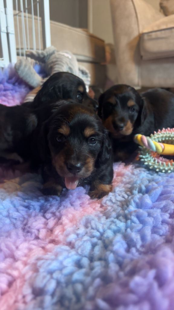 Kc reg Miniature long haired dachshunds 
