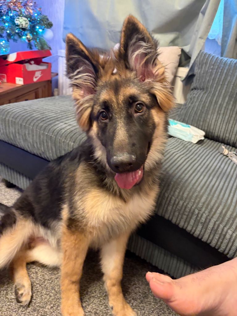 German Shepard Puppy