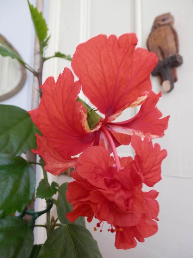 Tall Mature House Plant Red Double Flower Hibiscus Chinese Rose