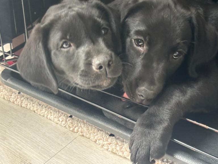 Black Labradors - KC registered, predigree for sale 2 girls left 