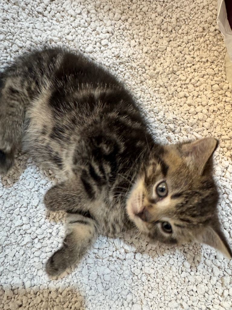 Gorgeous 9-Week-Old Kittens – Loving, Litter Trained & Ready for Their Forever Homes 