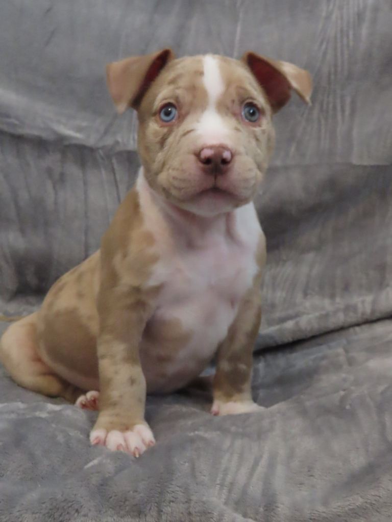 LAST MALE AVAILABLE. POCKET BULLY