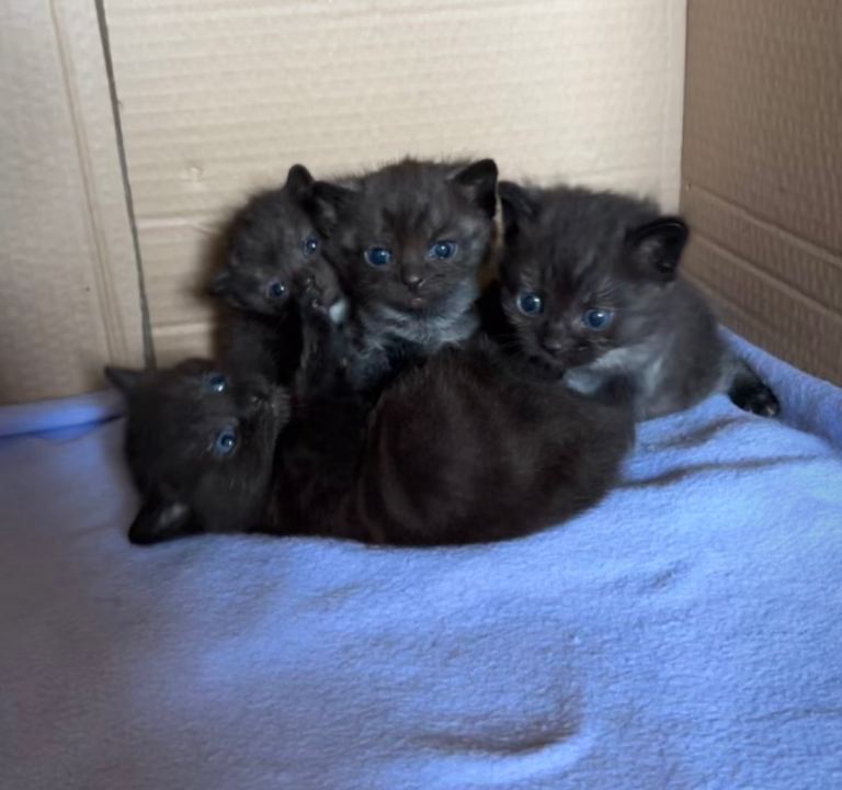 4 Beautiful Black Kittens