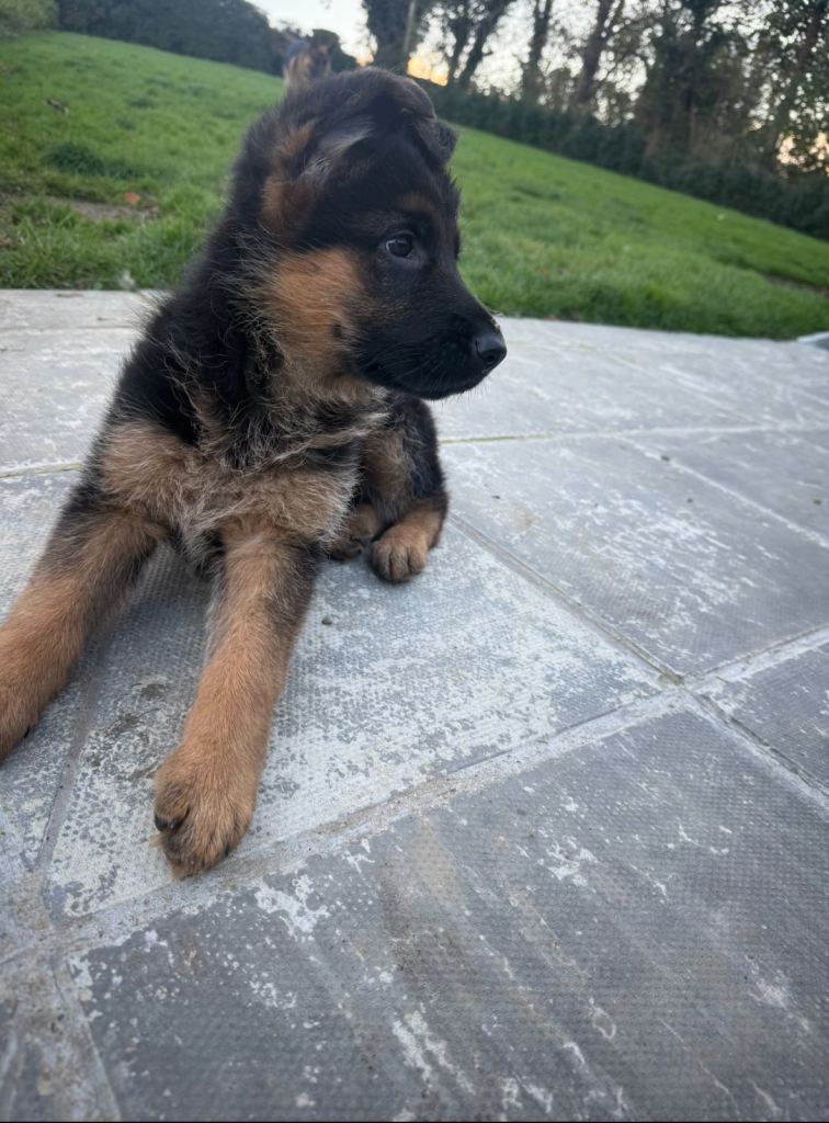 KC Registered German Shepherd Puppies 