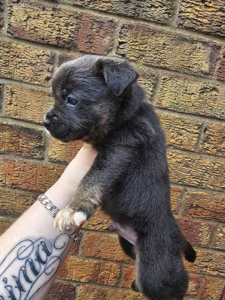 Staffy cross breed