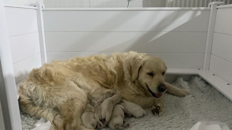 KC registered Golden Retriever puppies 
