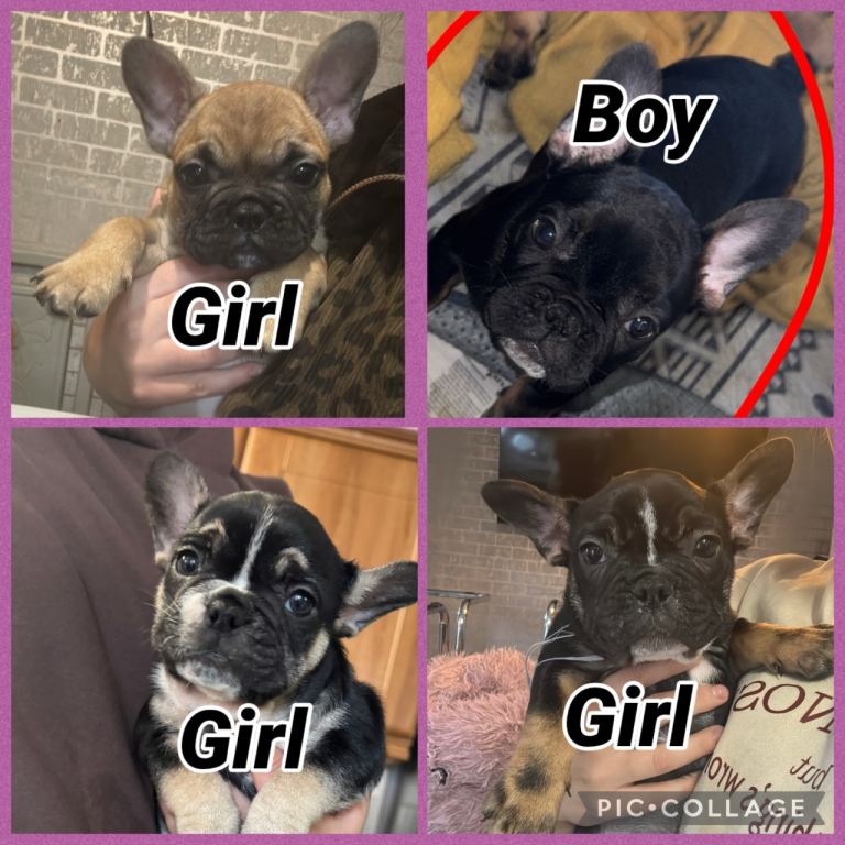 French bull dog 