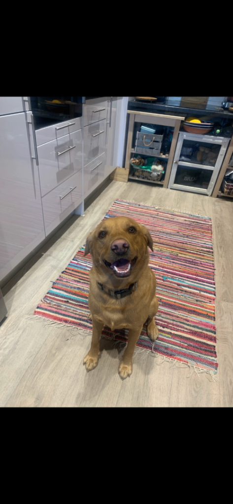 Labrador