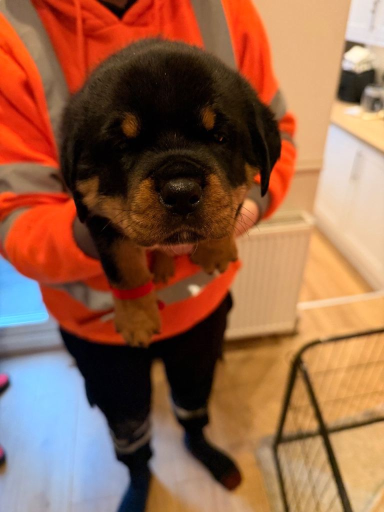 Rottweiler puppies x5