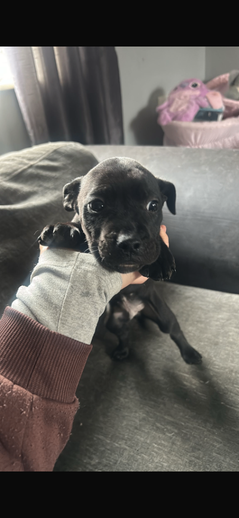 Cane corso x staffy pup