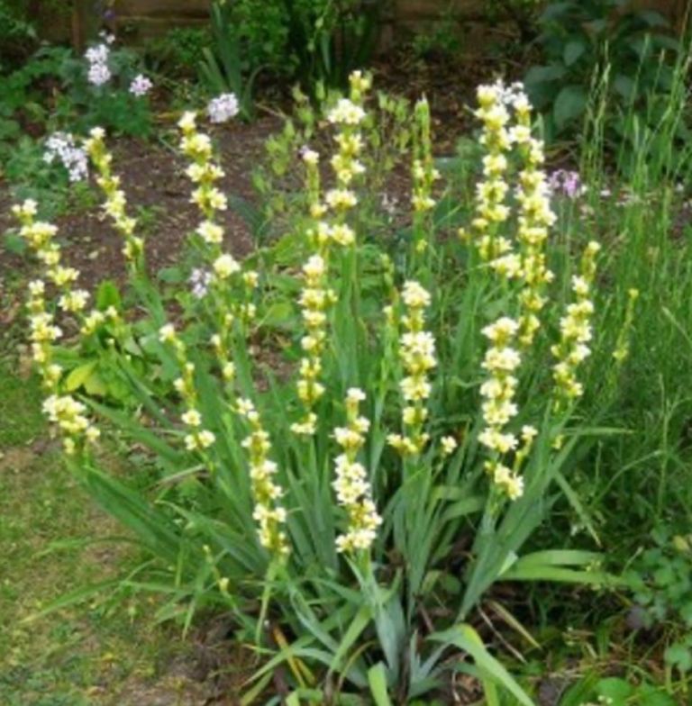2 matching pots full of sisyrinchium striatum plants - 20+ plants - height 30cms - garden / patio